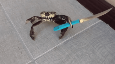 knife crab